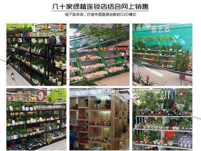 從創意到財富 90后小伙如何以商業思維玩轉盆景，年銷7500萬